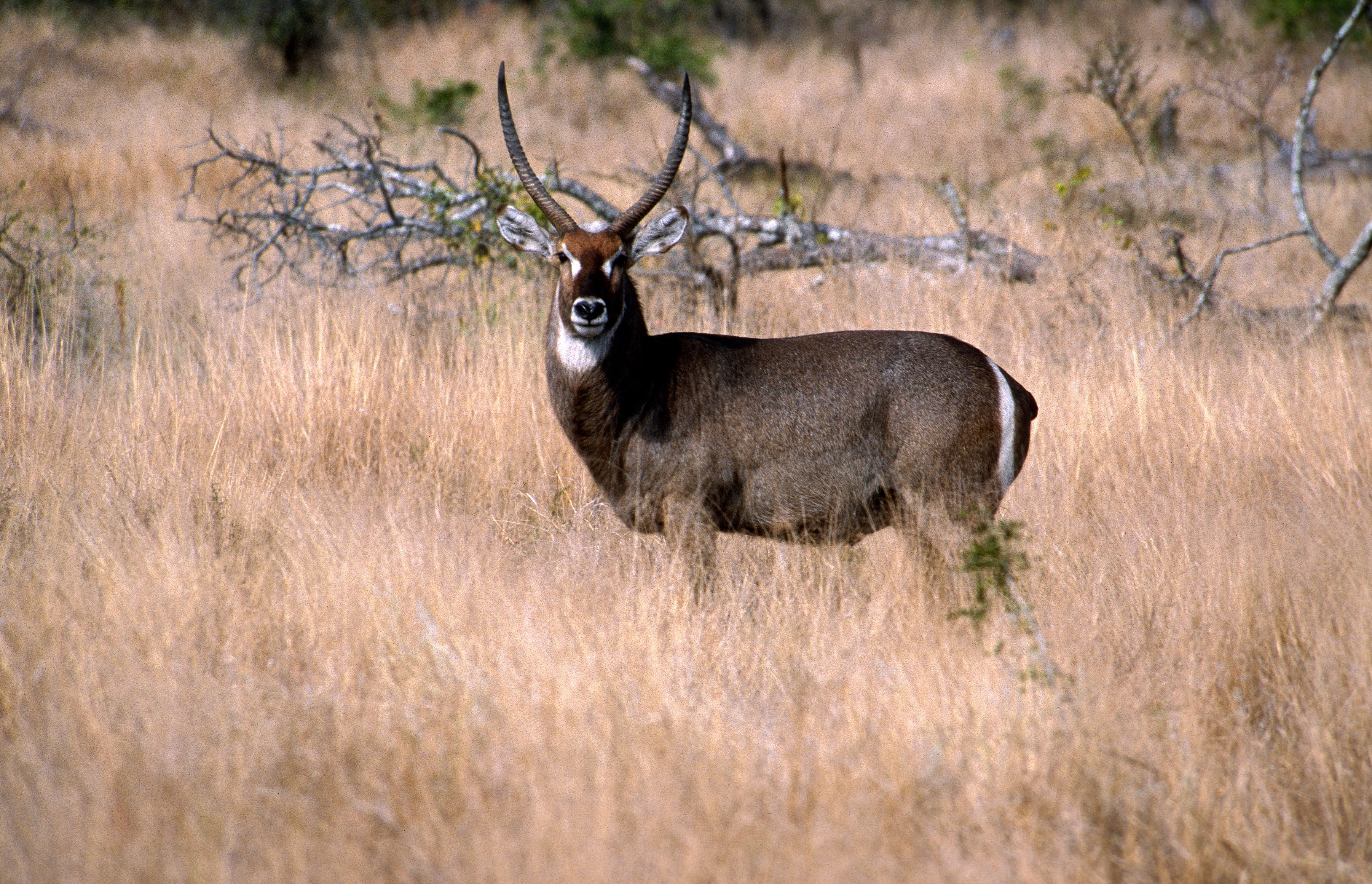 Image of Ellipsen Waterbuck