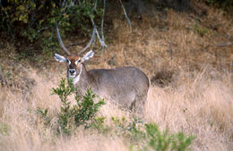 Image of Ellipsen Waterbuck