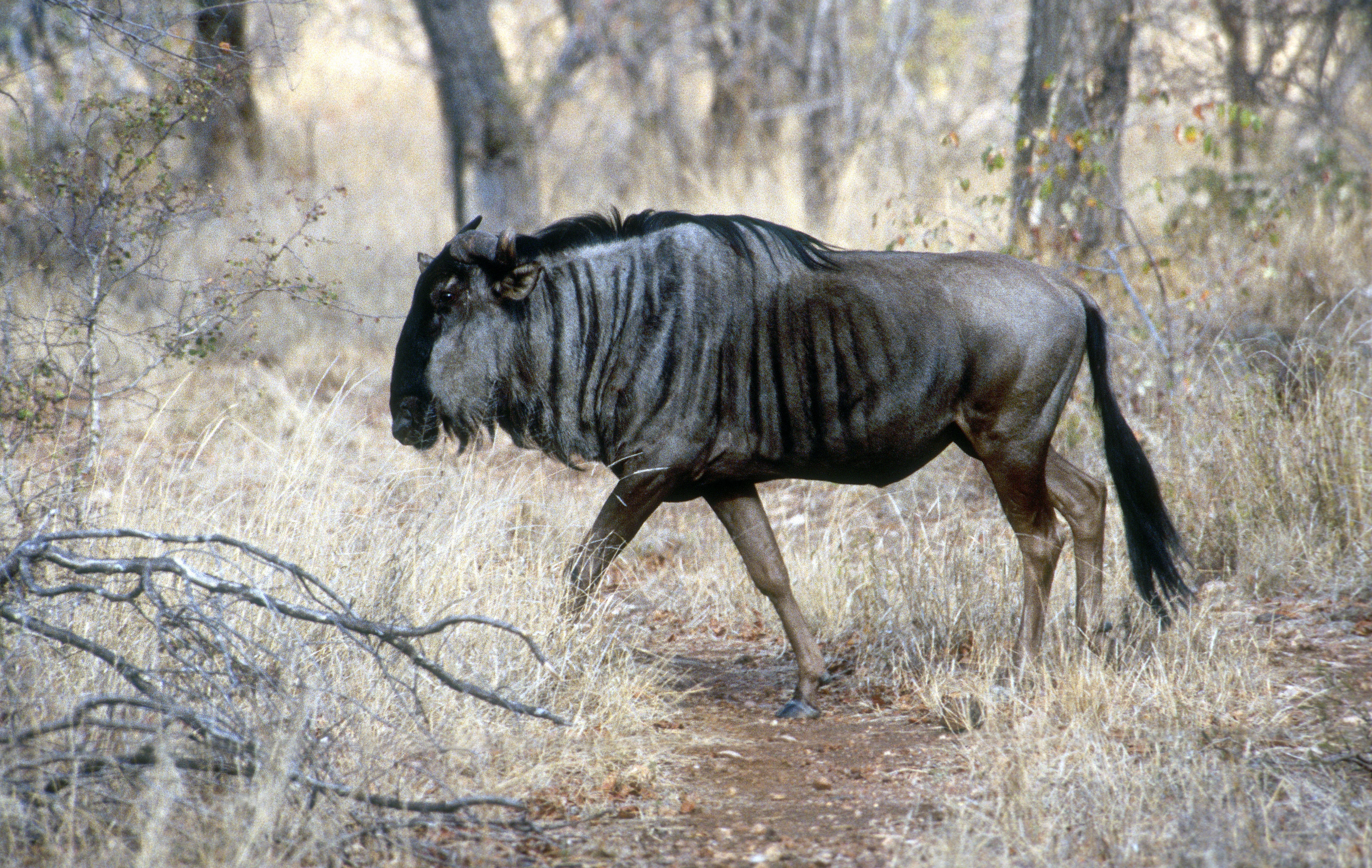 Image of Blue Wildebeest