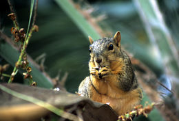 Image of Eastern Fox Squirrel