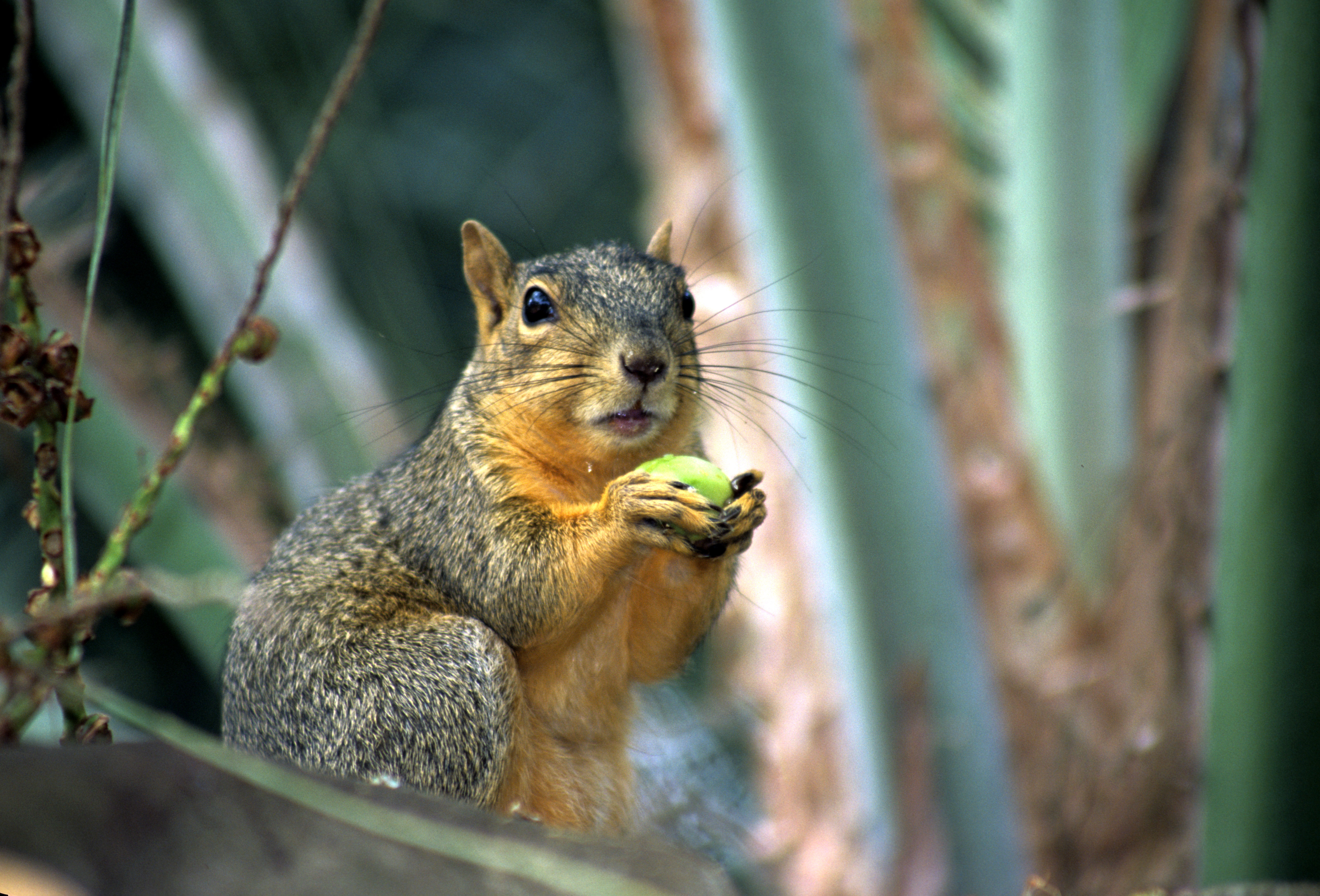 Image of Eastern Fox Squirrel