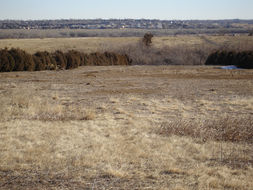 Image of Arizona Black-tailed Prairie Dog