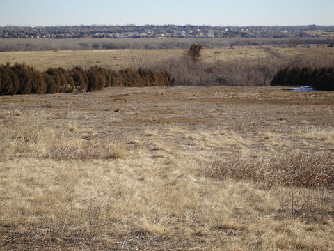 Image of Arizona Black-tailed Prairie Dog