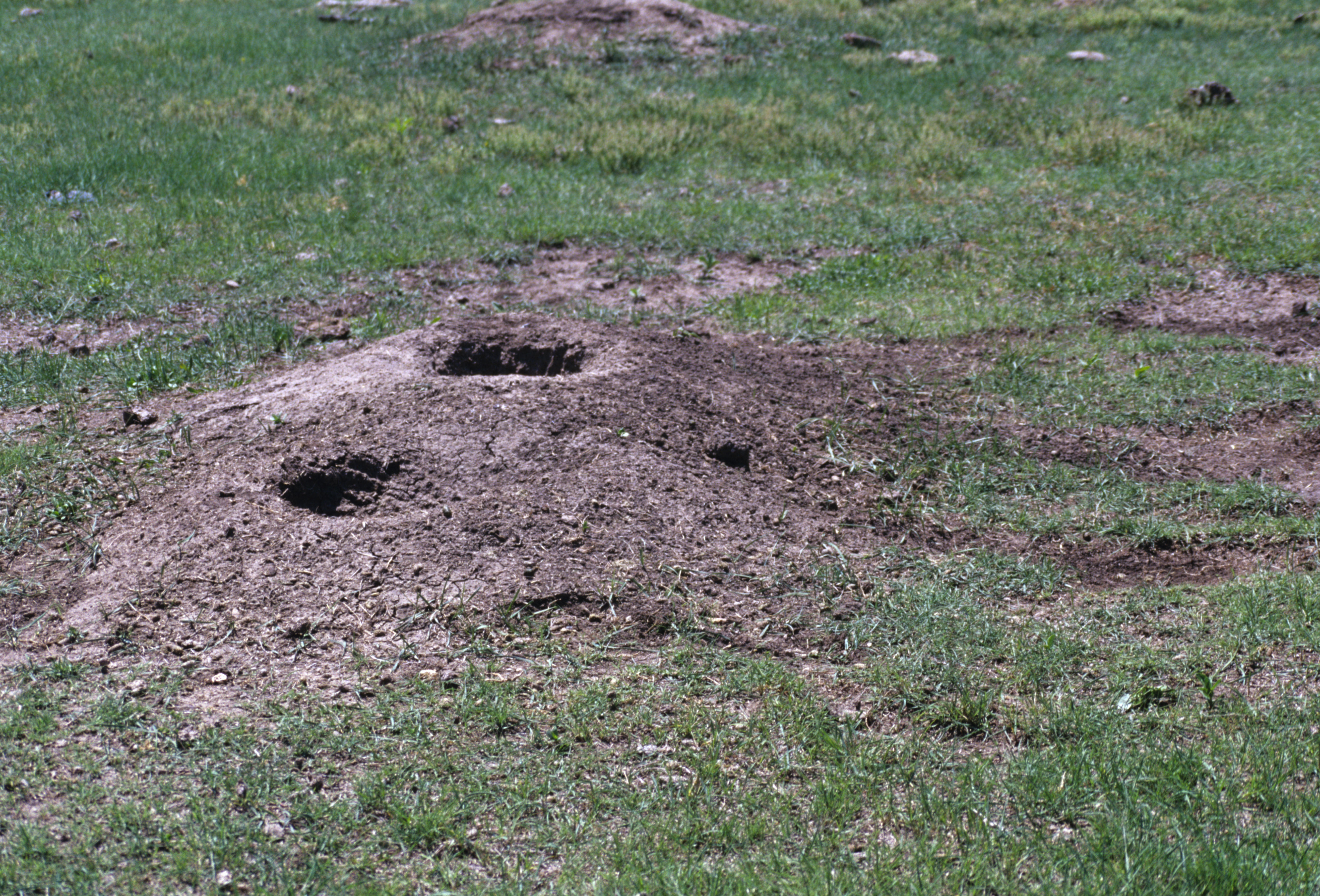 Image of White-tailed Prairie Dog