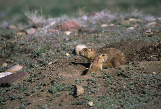 Image of White-tailed Prairie Dog