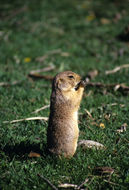 Image of White-tailed Prairie Dog