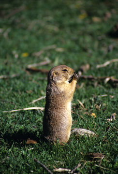 Image of White-tailed Prairie Dog