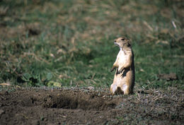 Image of White-tailed Prairie Dog