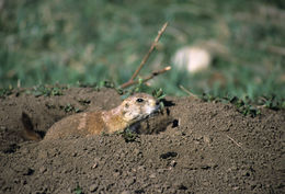 Image of White-tailed Prairie Dog