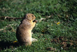 Image of White-tailed Prairie Dog