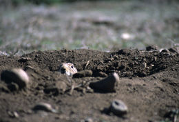 Image of White-tailed Prairie Dog