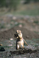 Image of White-tailed Prairie Dog