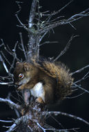 Image of American Red Sqirrel