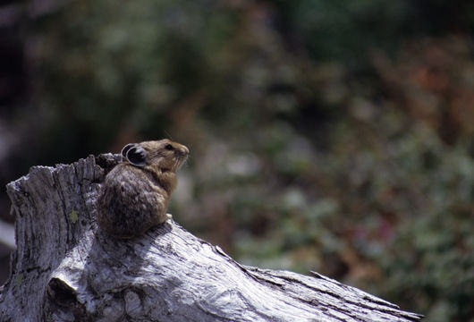 Image of American Pika