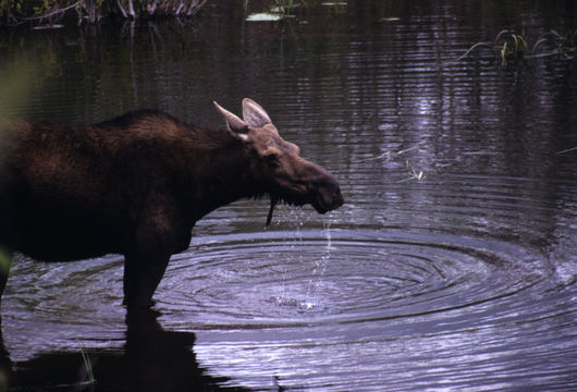 Image of North American Elk