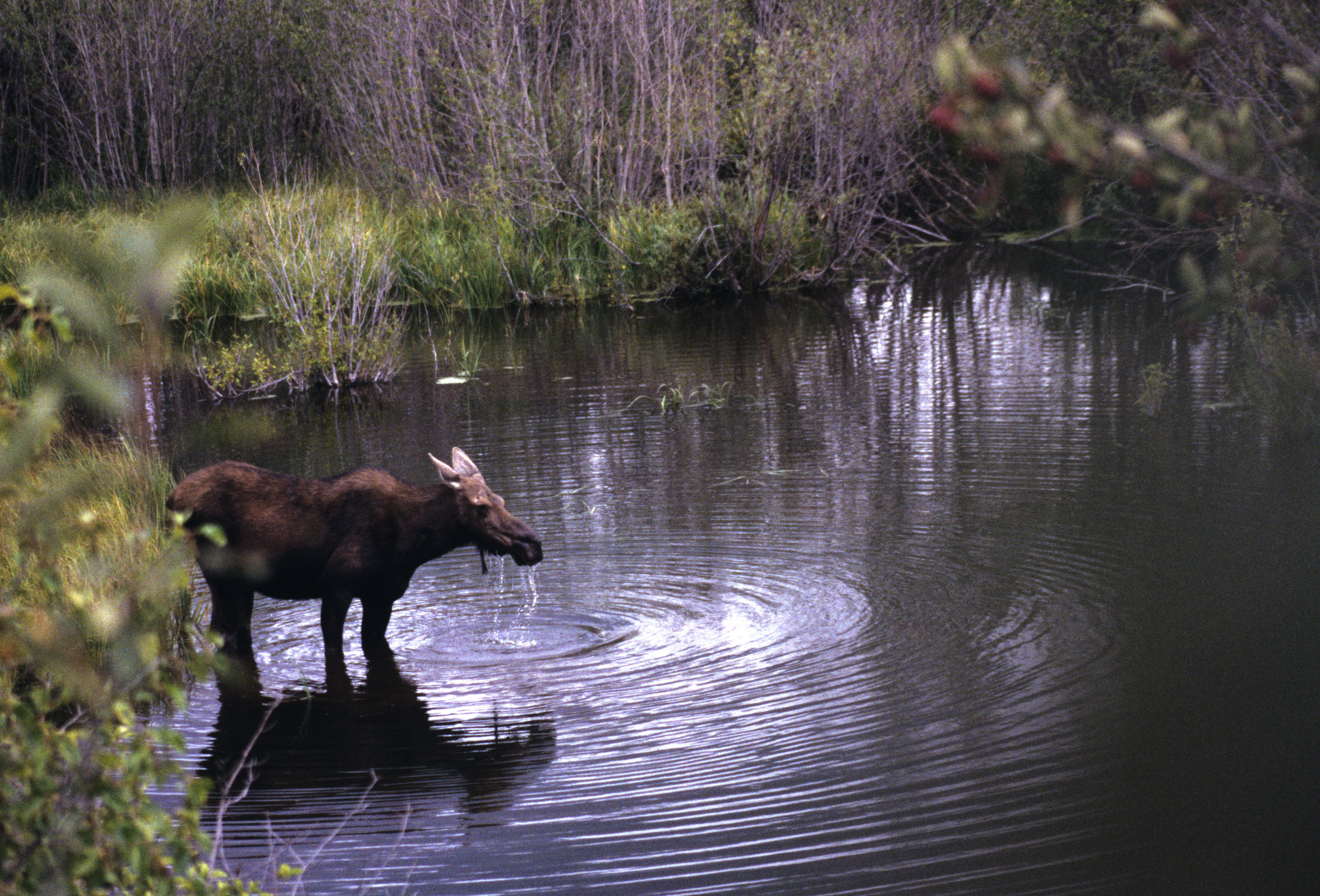 Image of North American Elk