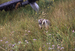Image of American Badger