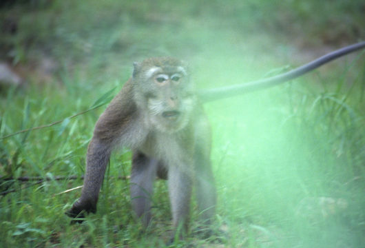 Image of Long-tailed Macaque