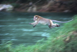 Image of Long-tailed Macaque