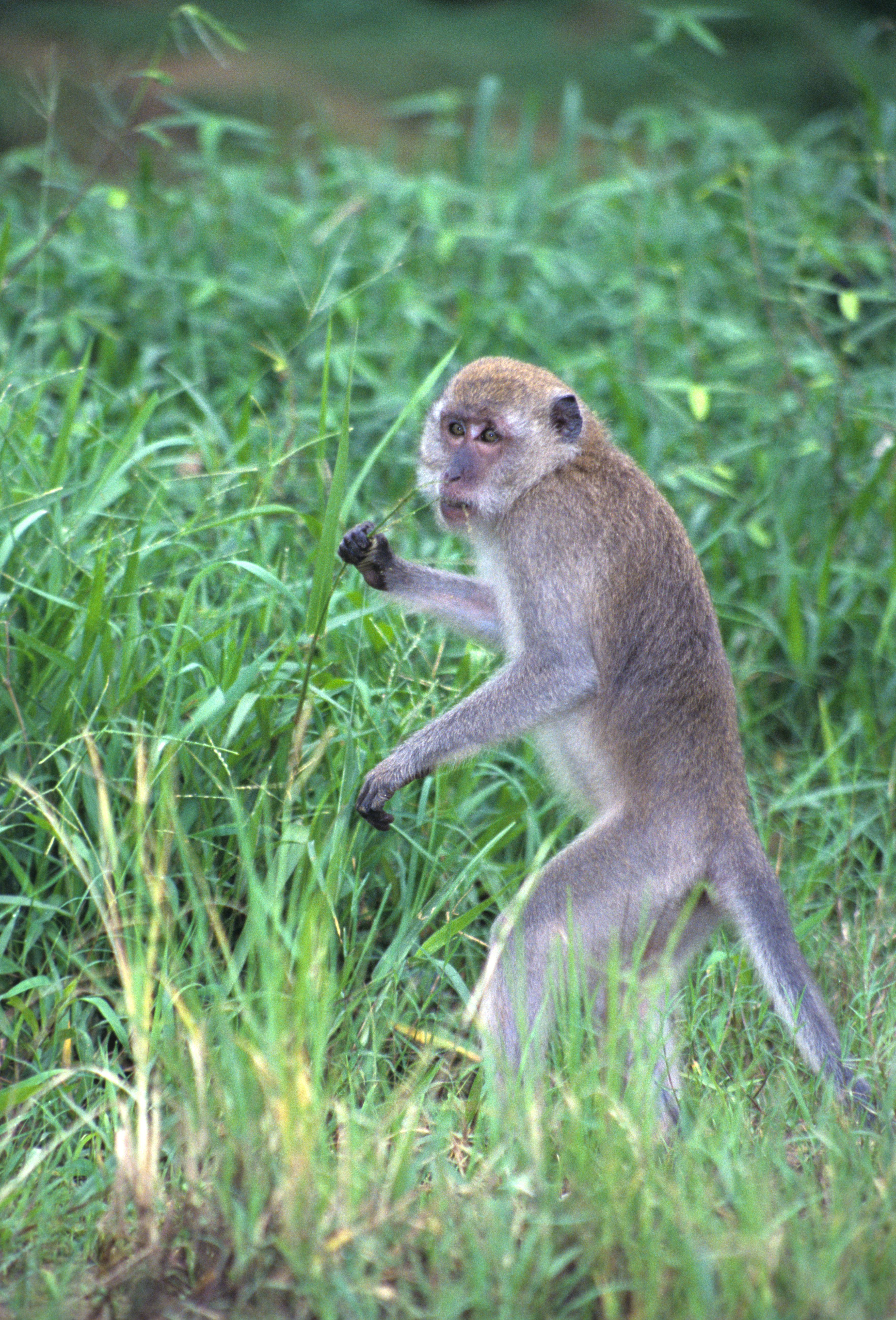 Image of Long-tailed Macaque