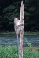 Image of Long-tailed Macaque