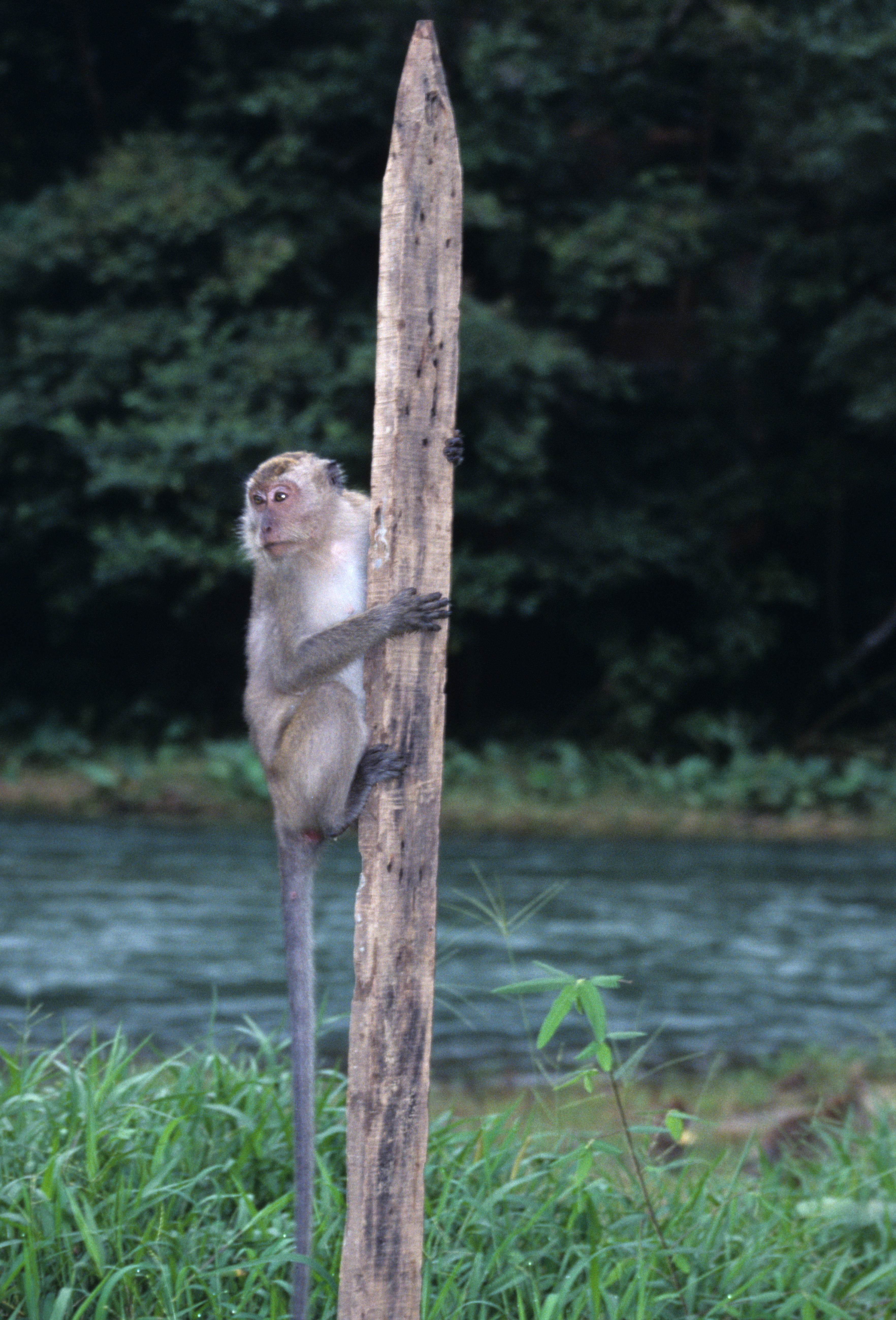 Image of Long-tailed Macaque