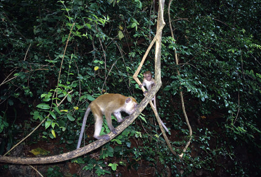 Image of Long-tailed Macaque