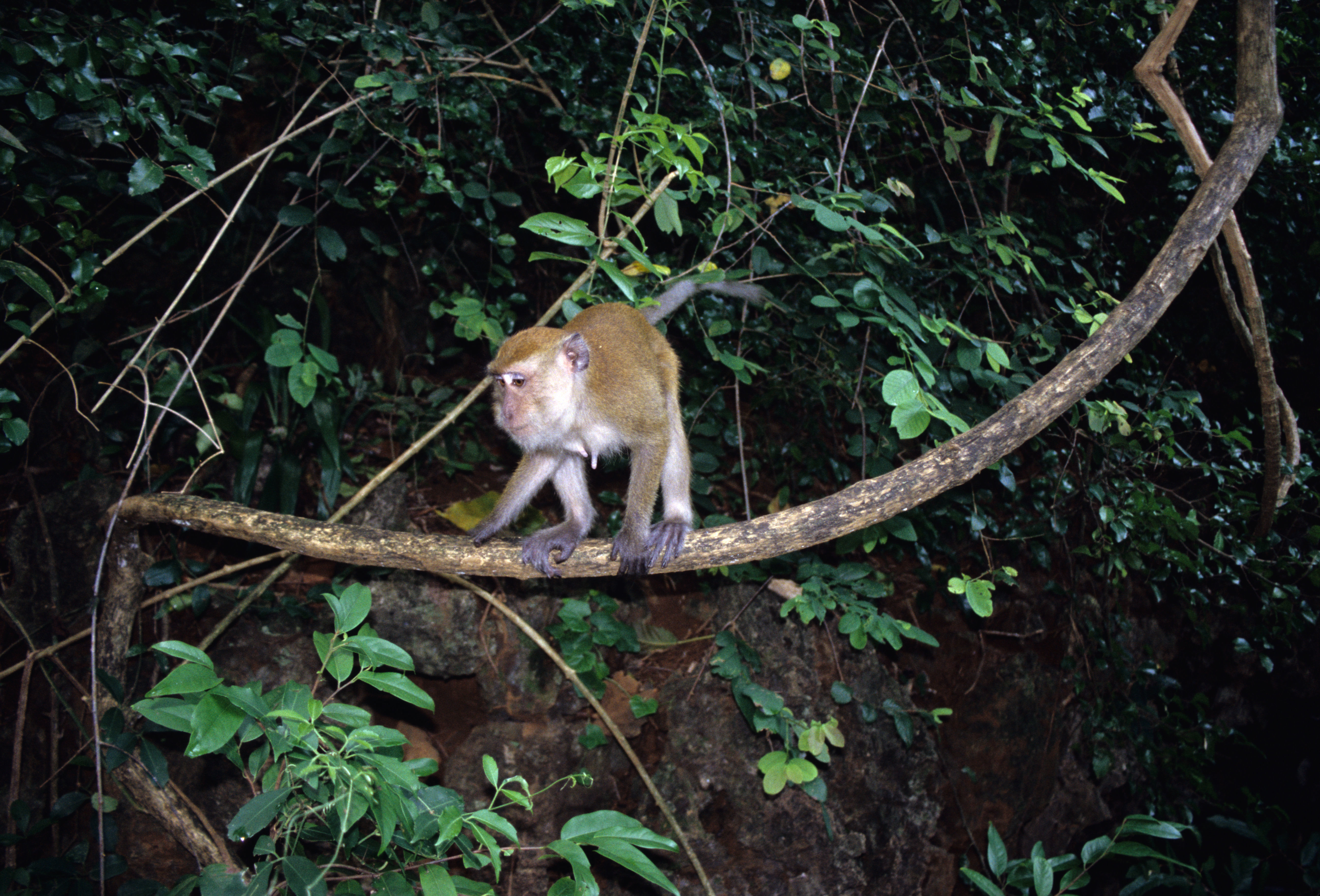 Image of Long-tailed Macaque