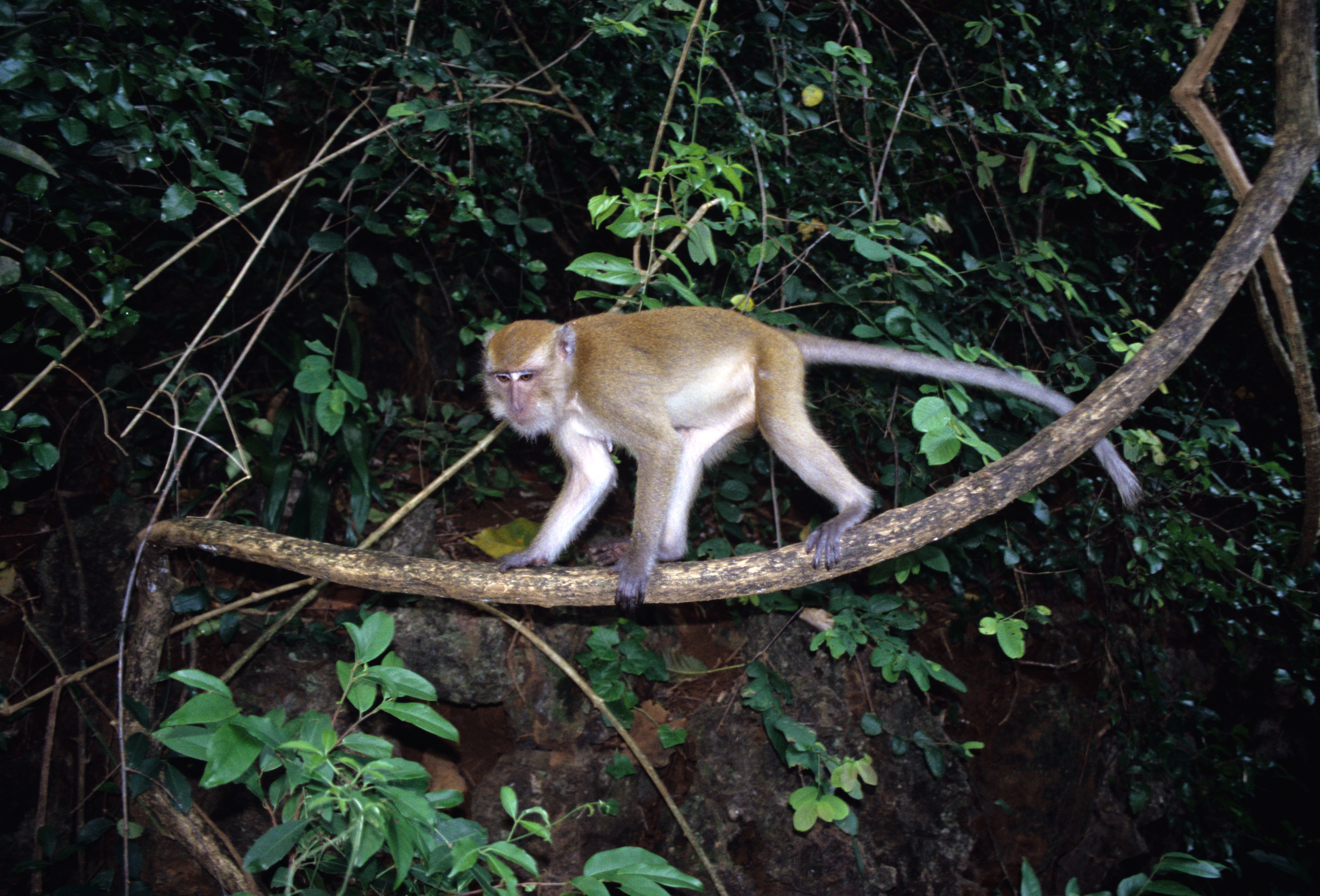 Image of Long-tailed Macaque