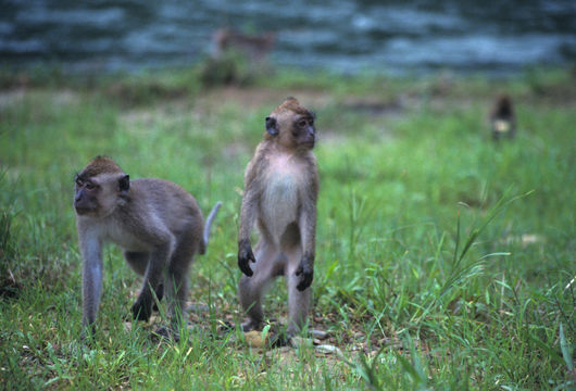 Image of Long-tailed Macaque