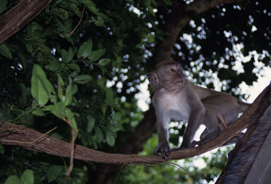 Image of Long-tailed Macaque