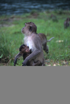 Image of Long-tailed Macaque