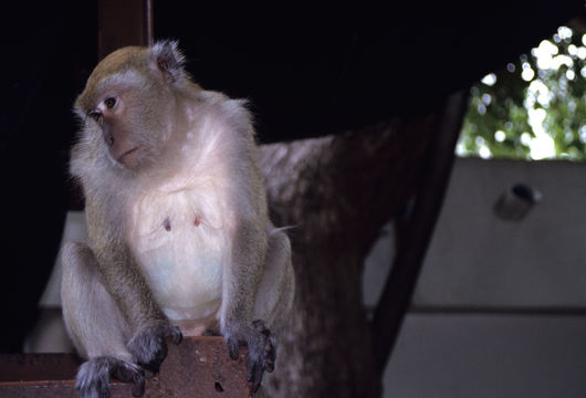 Image of Long-tailed Macaque