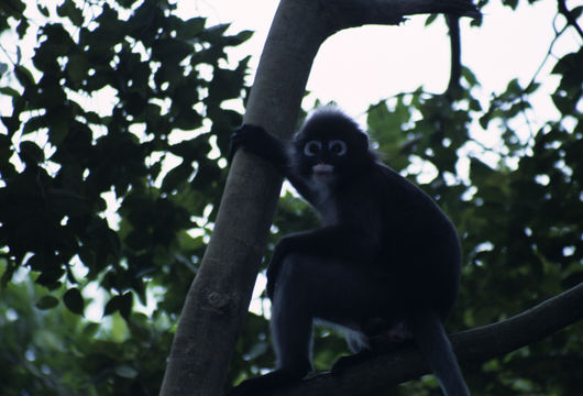 Image of Dusky Langur