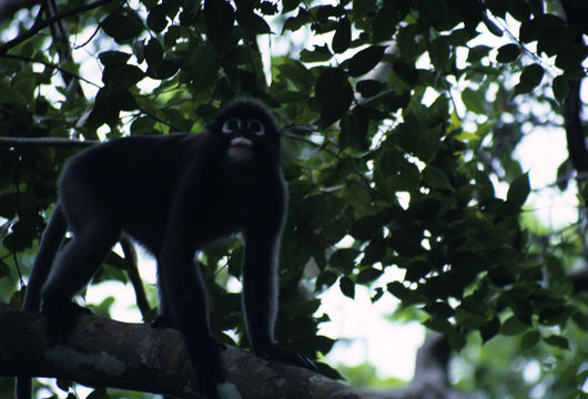 Plancia ëd Trachypithecus obscurus (Reid 1837)