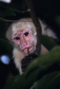 Image of white-faced capuchin