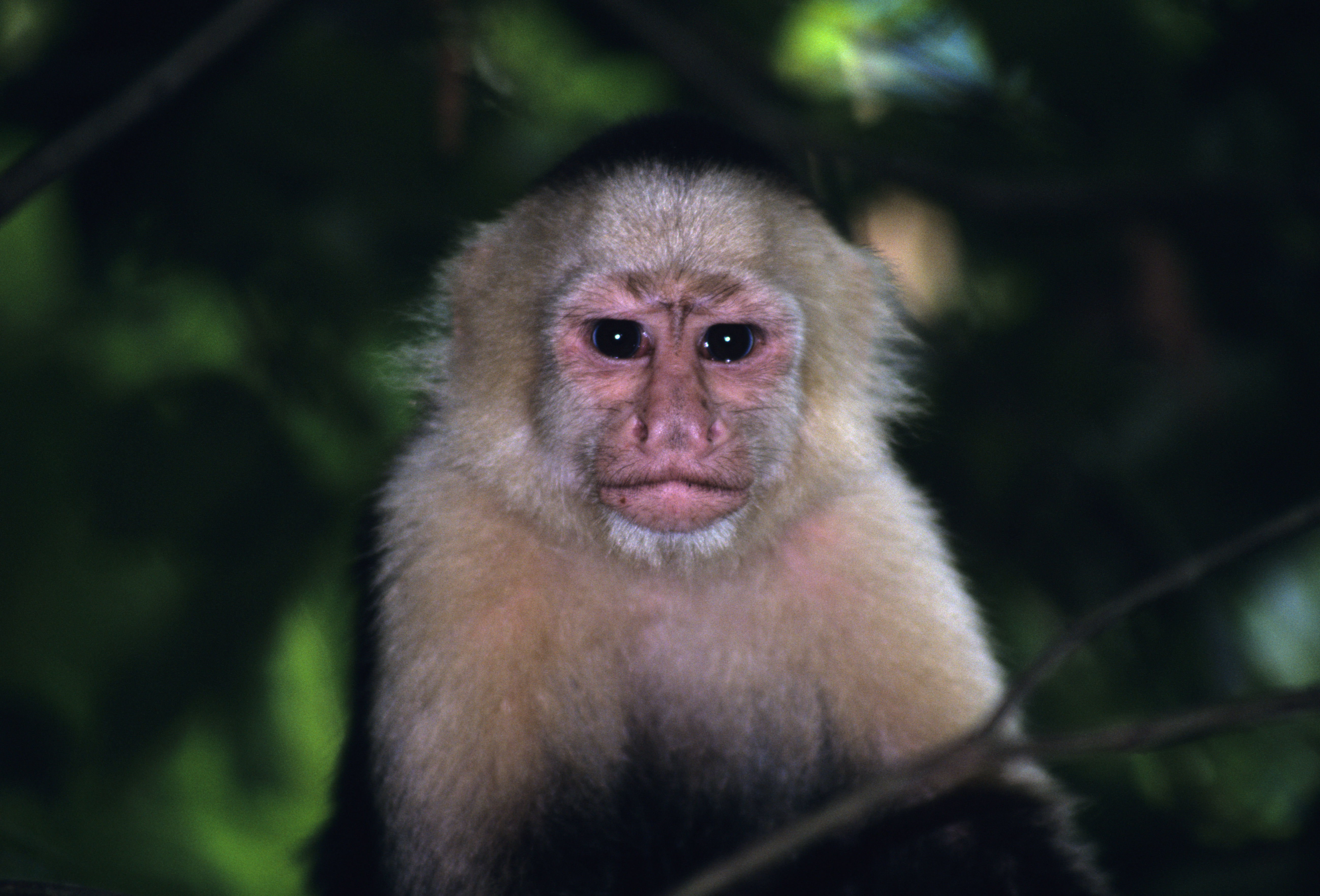 Image of white-faced capuchin