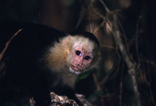 Image of white-faced capuchin