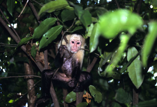 Imagem de Macaco-prego-de-cara-branca