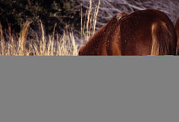 Image of Horse