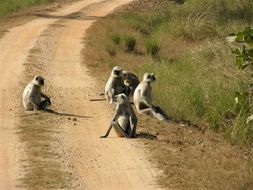 Image of Northern plains gray langur