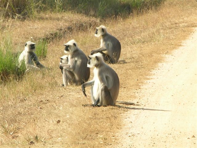 Image of Northern plains gray langur