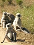 Image of Northern plains gray langur