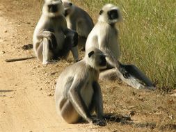 Image of Northern plains gray langur