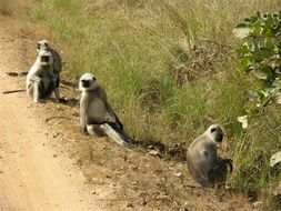 Image of Northern plains gray langur