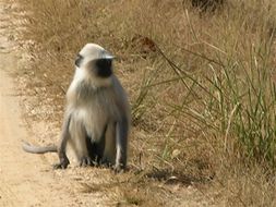 Image of Northern plains gray langur