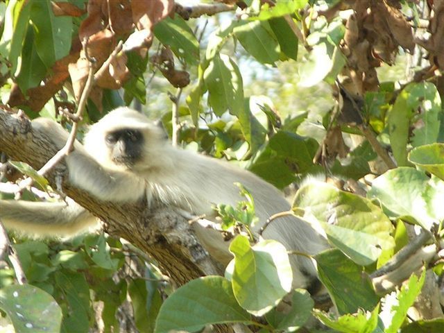 Image of Northern plains gray langur