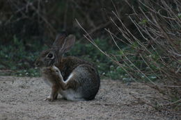 Image of Audubon's Cottontail