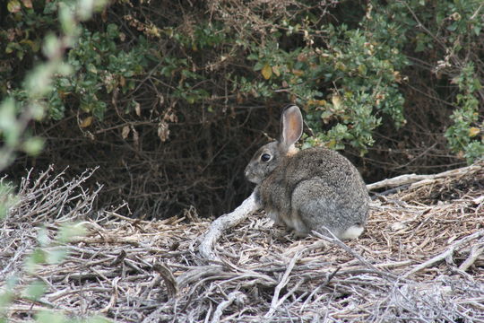 Image of Audubon's Cottontail