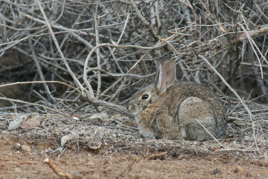 Image of Audubon's Cottontail